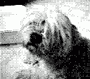 gameboy camera gif animation